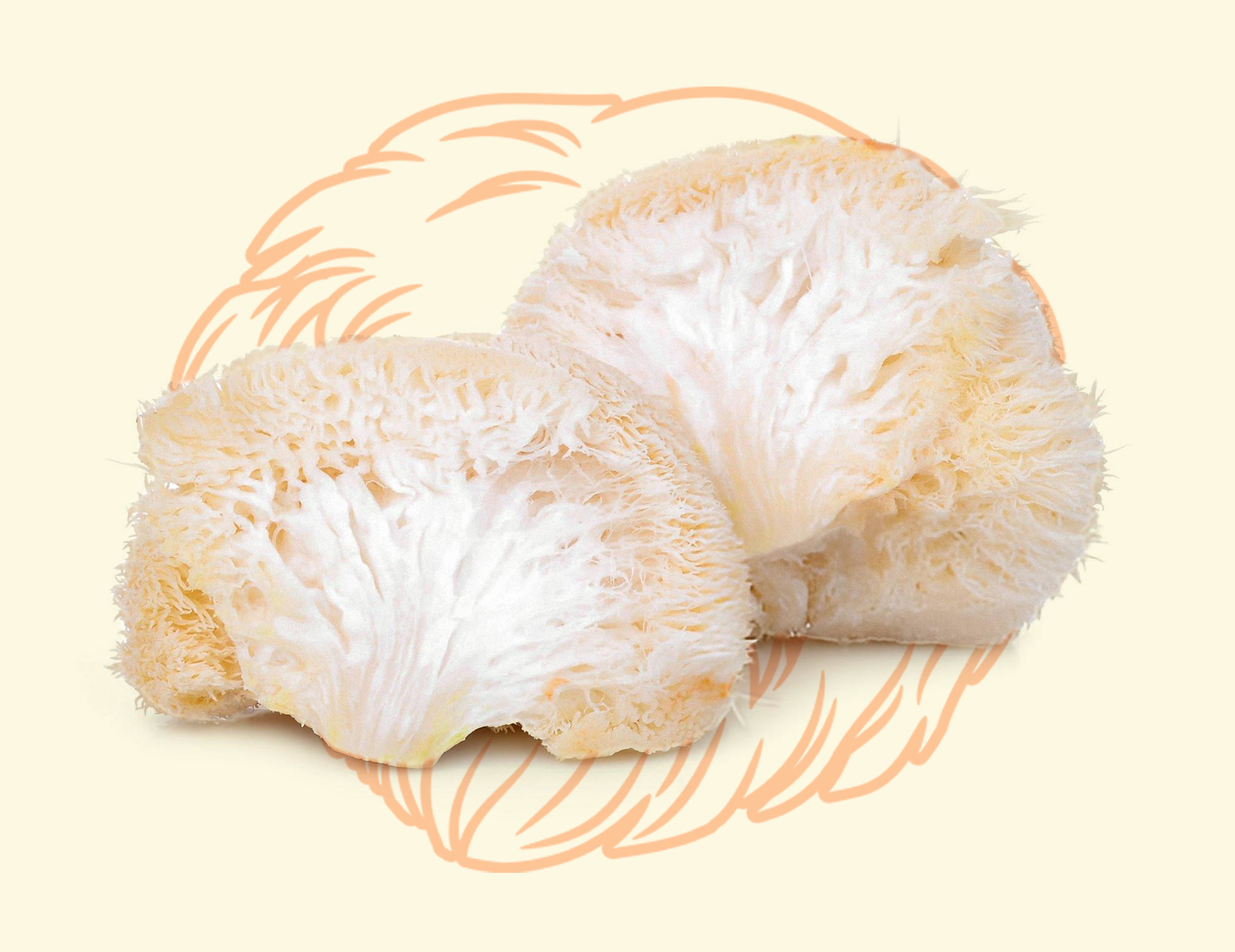 Lion's Mane