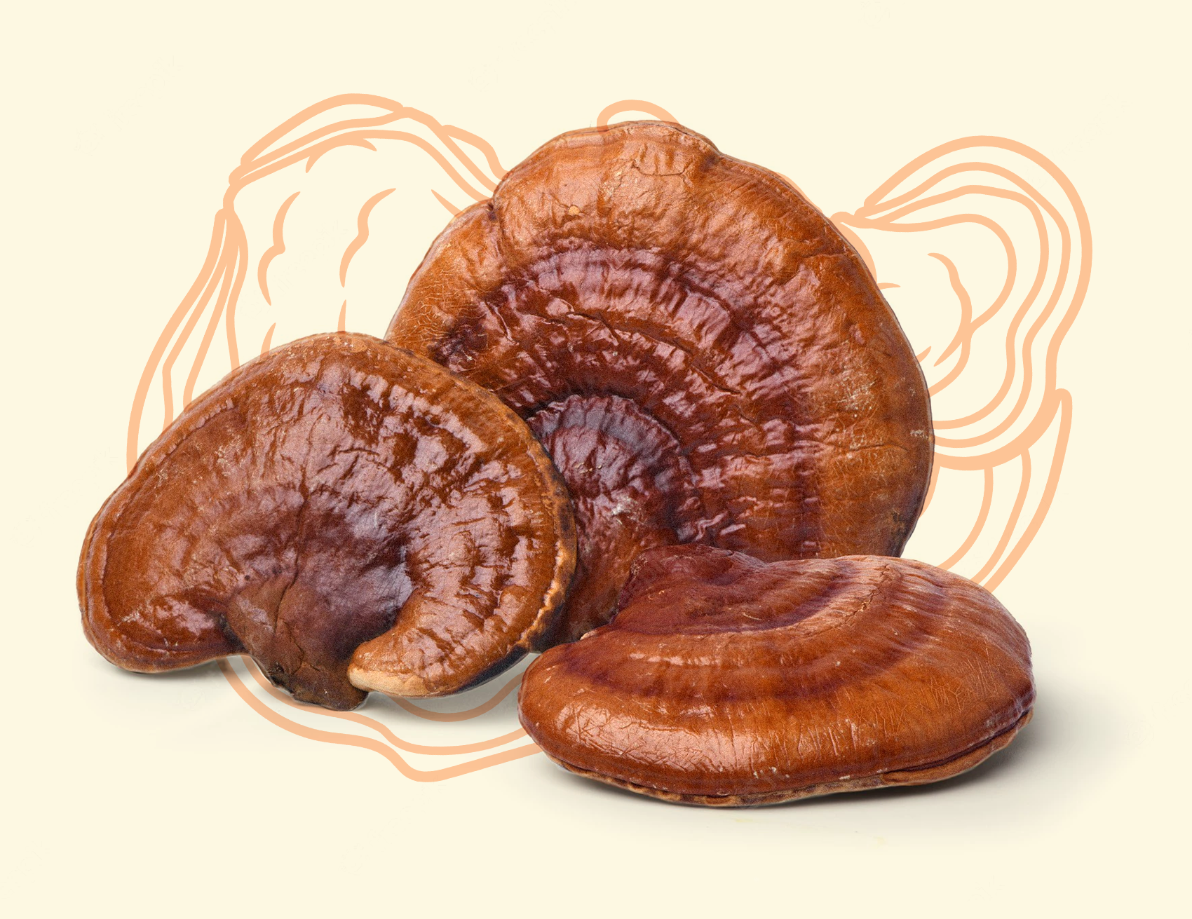 Reishi