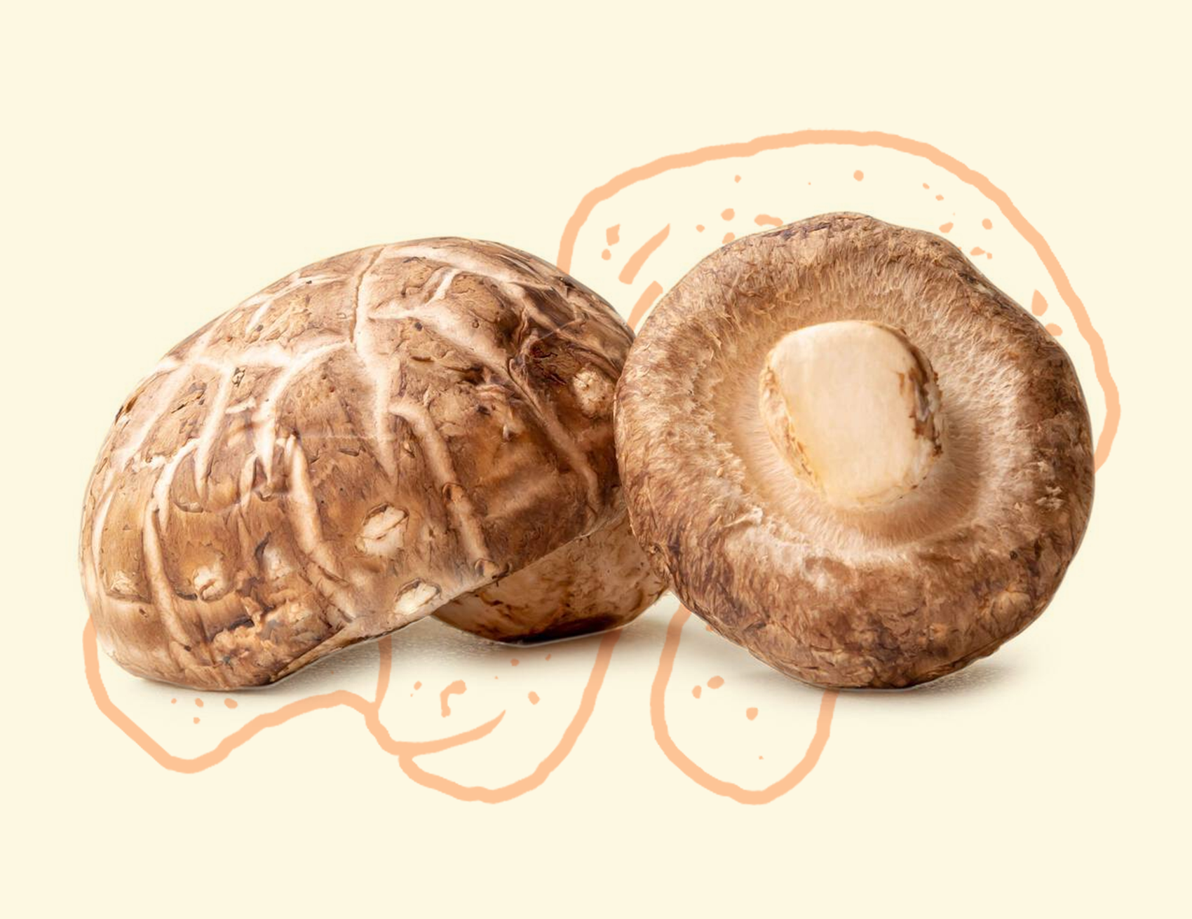 Shiitake