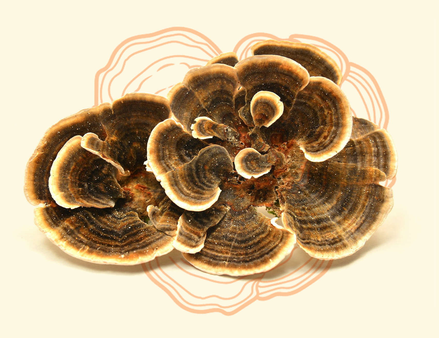 Turkey Tail