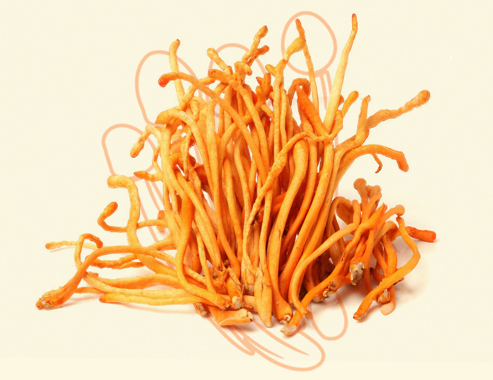 Cordyceps
