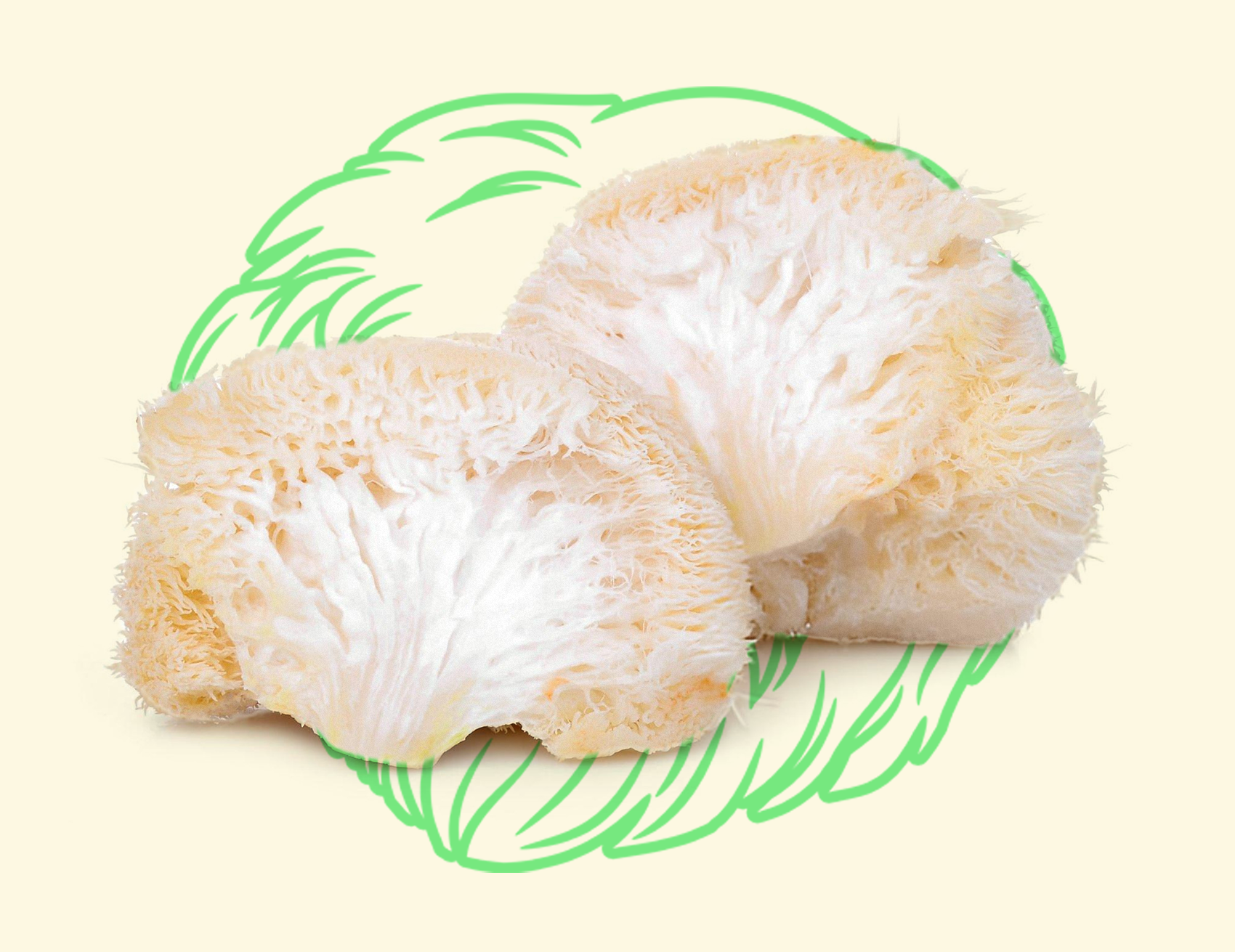 Lion's Mane