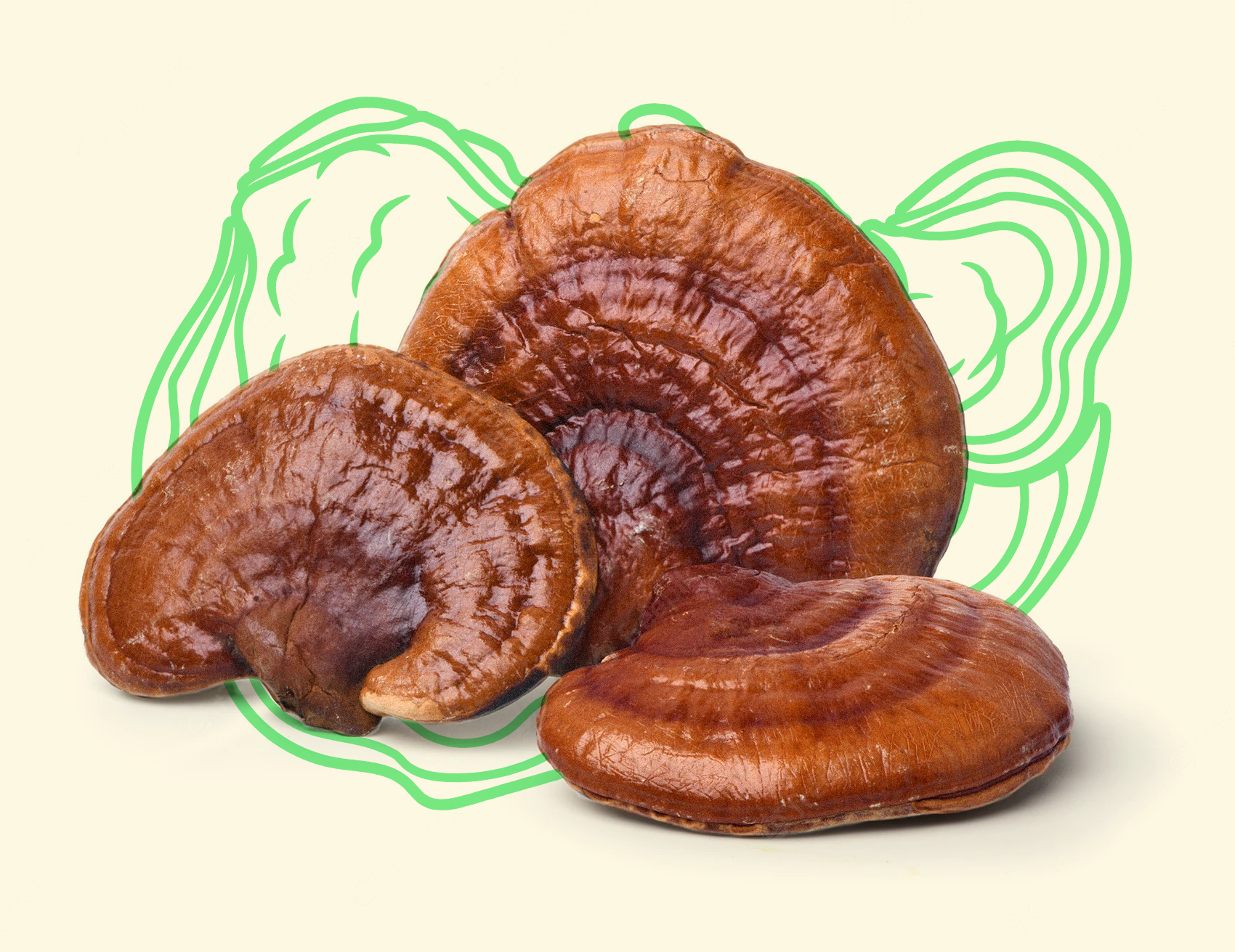 Reishi