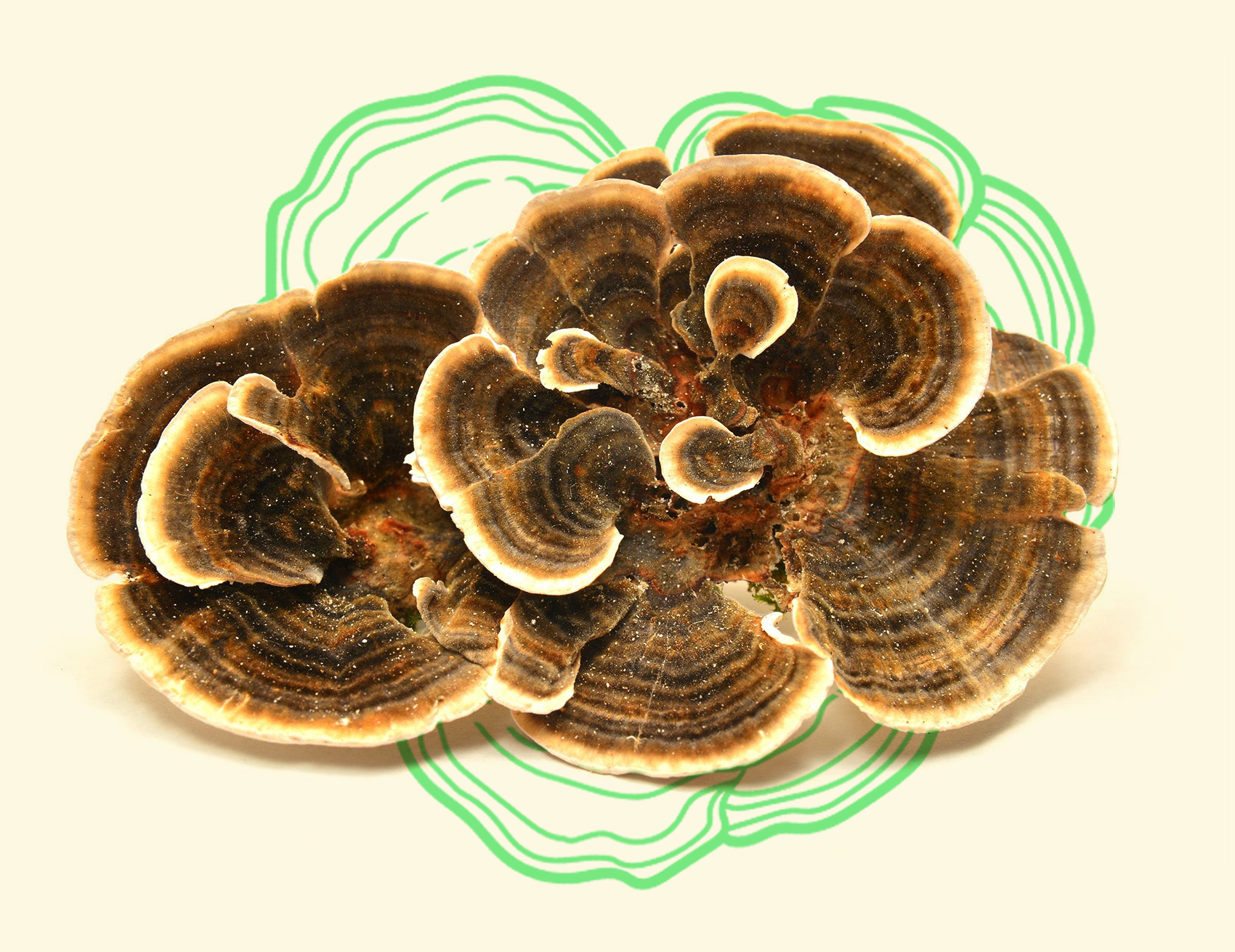 Turkey Tail